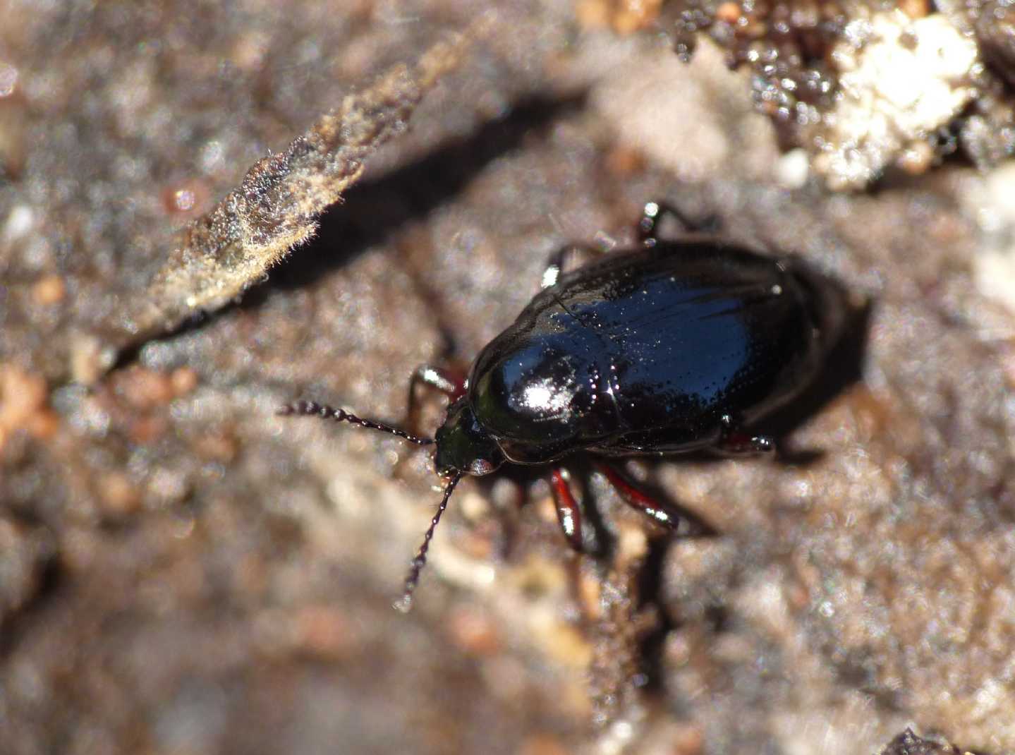 Scaphididae? Scaphium immaculatum